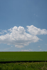 初夏の緑の麦畑と青空
