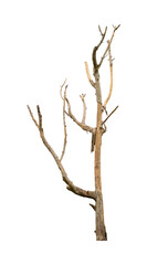 dead tree isolated on white