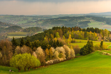 Fototapeta na wymiar Colorful Blooming Trees in Spring Season at Rural Countryside