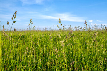Green fresh grass in the field and blue sky. Summer background