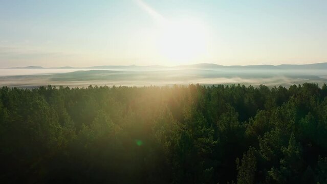 Flying above spruce treetops, misty morning sunrise, sun glare, light haze, clear horizont