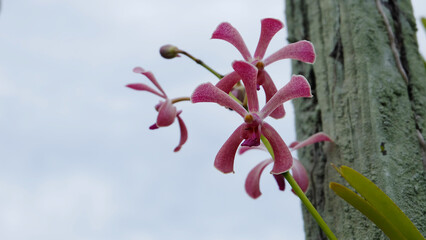 Closeup of blooming orchid branch, with cloudy sky in the background.