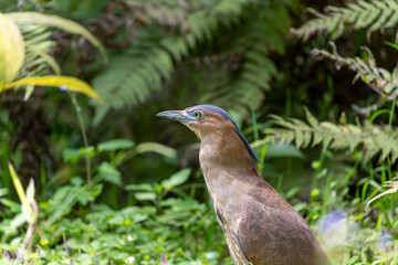 Malayan night heron in a garden