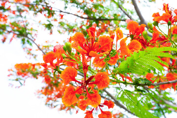 The Flam boyant tree or Flame tree or Royal Poinciana tree.