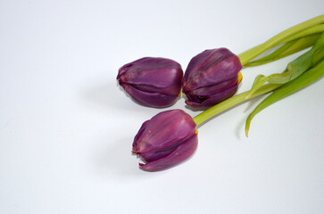 Bordo Tulips on White Background 