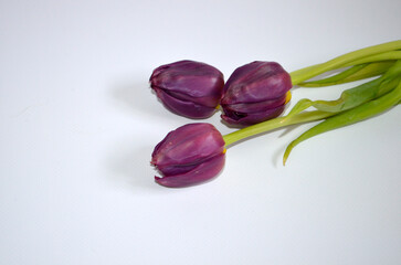Bordo Tulips on White Background 