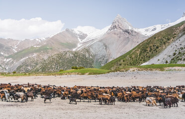 A herd of goats grazing on a walk in the Fan Mountains in Tajikistan