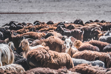 A herd of goats grazing on a walk in the Fan Mountains in Tajikistan
