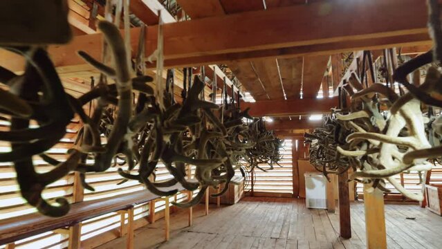 Hanging deer maral horns drying in hangar at farm. Cut Siberian stag antlers for sale, used in medicine