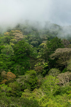 Cloudy Rainforest in the Chiriqui highlands, Chiriqui, Panama, Central America - stock photo