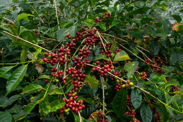 Coffee Beans, Coffee cherry beans on tree, Chiriqui, Panama, Central America - stock photo