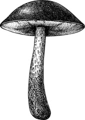 Hand-drawn edible boletus mushroom sketch. Autumn forest plant  vector illustration in vinatge style - 767793663
