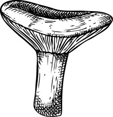 Hand-drawn mushroom sketch. Autumn forest plant  vector illustration in vinatge style