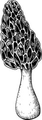 Hand-drawn morel mushroom sketch. Autumn forest plant  vector illustration in vinatge style - 767793824