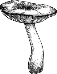 Hand-drawn mushroom sketch. Autumn forest plant  vector illustration in vinatge style