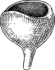 Hand-drawn scarlet mushroom sketch. Autumn forest plant  vector illustration in vinatge style - 767793831
