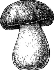 Hand-drawn edible boletus mushroom sketch. Autumn forest plant  vector illustration in vinatge style - 767793833
