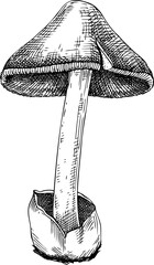 Hand-drawn straw mushroom sketch. Autumn forest plant  vector illustration in vinatge style - 767793846