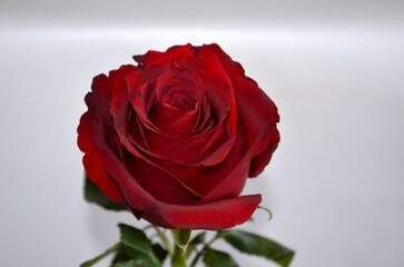 Red Rose