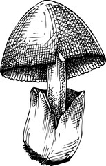 Hand-drawn straw mushroom sketch. Autumn forest plant  vector illustration in vinatge style - 767793849