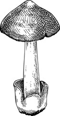 Hand-drawn straw mushroom sketch. Autumn forest plant  vector illustration in vinatge style - 767793852