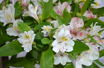 Alstroemeria