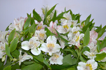 Alstroemeria