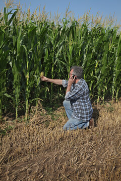 Farmer or agronomist  inspecting quality of corn plants in field and using mobile phone, early summer agricultural scene