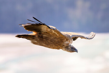 Eurasian griffon vulture (Gyps fulvus) in flight. Large bird of prey family Accipitridae. Cornino...