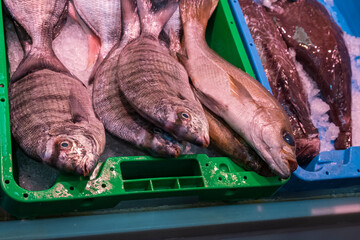 Urta or rock sama, Pagrus auriga, wild rock fish, family of the sea bream or bream, fresh, recently unloaded from the boats and for sale in a market in a Spanish coastal city. Huelva, Spain.
