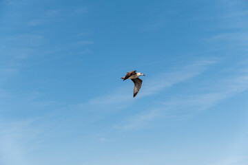 Seagull on blue background. European herring gull, Larus argentatus. Seagull flying in front of blue clouds.