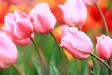 pink Tulip flowers blooming in the garden with soft background 