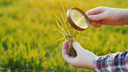Study wheat germ through a magnifying glass. Research in agribusiness