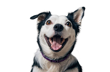 Funny dog smiling on isolated transparent background