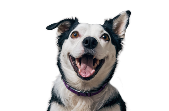 Funny dog smiling on isolated transparent background - Powered by Adobe