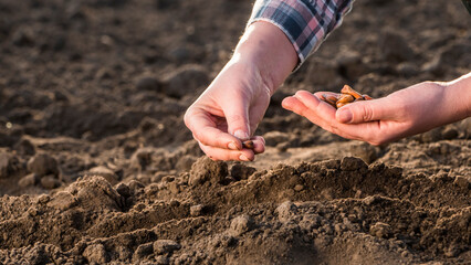 Young farmer working in the field, planting seed in the soil, close-up