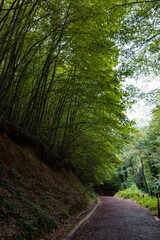 Jogging trail or running trail in the lush forest vertical photo.