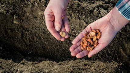 Top view of Farmer's hands are planting grain into the soil. New life concept
