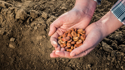 A farmer holds a handful of seeds above the ground ready for planting. Top view