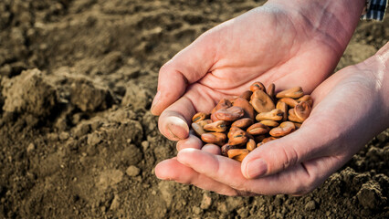 Side view of A farmer holds a handful of seeds above the ground ready for planting.