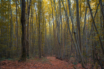 Jogging or hiking trail in a forest in the autumn