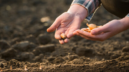 Farmer's hands hold small bulbs above the ground. Work in your garden and spring planting