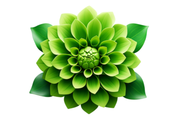 Emerald Elegance: A Green Flower Blooms Among Delicate Leaves on White. On a White or Clear Surface PNG Transparent Background.