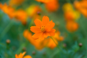 View of the cosmos flower in the field