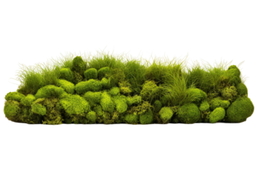 Lush Green Moss Blanketing White Surface. On a White or Clear Surface PNG Transparent Background.