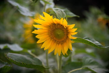 View of the sunflower in the field