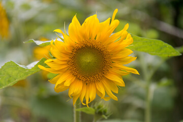 View of the sunflower in the field