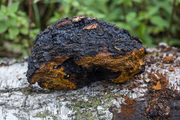 Chaga mushroom lies on a birch trunk.