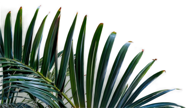 Tropical green palm leaf isolated on transparent for summer background