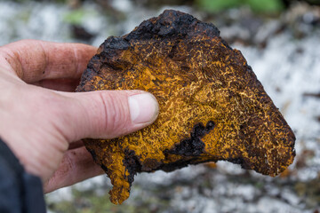 A person's hand holds a chaga mushroom.